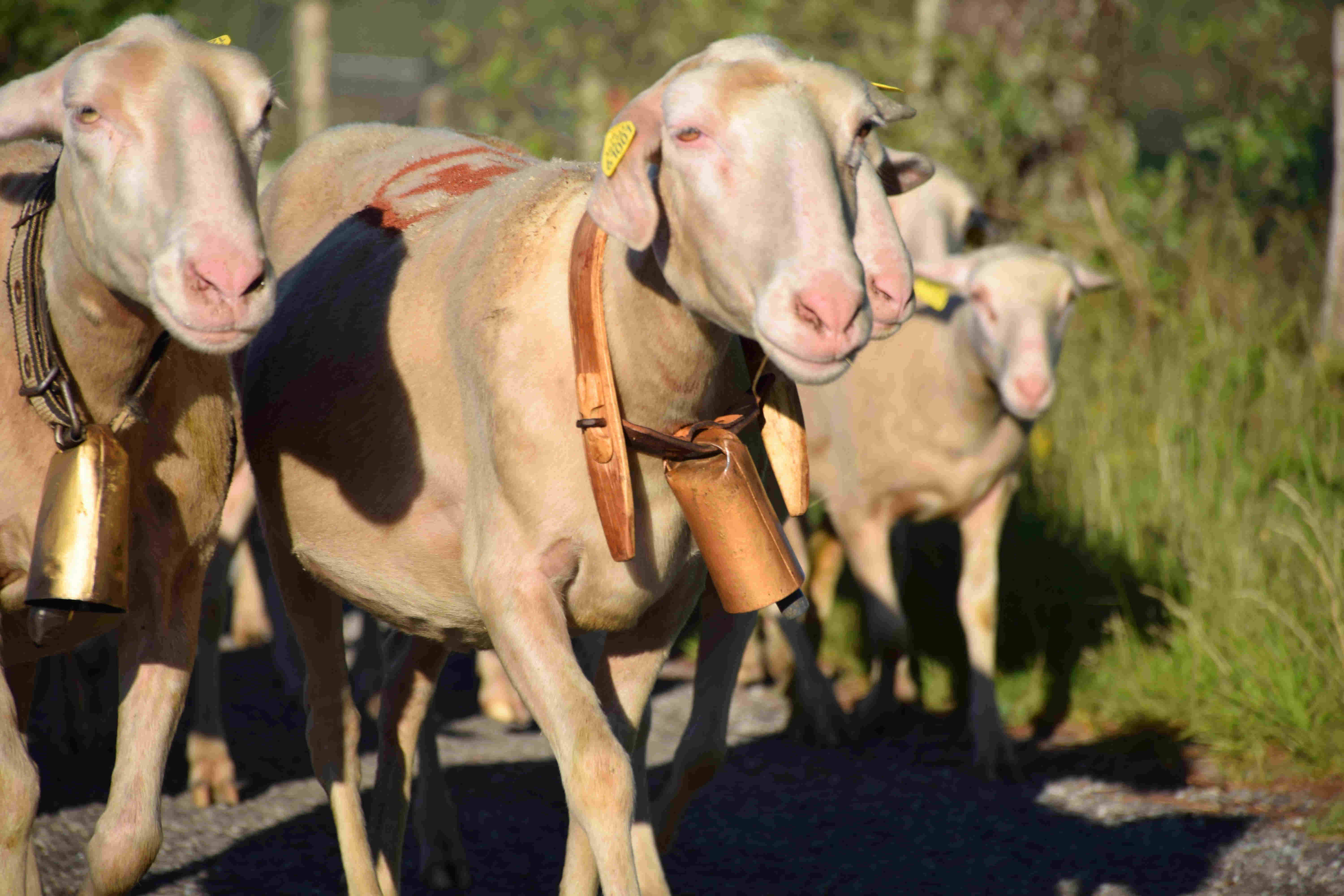 Notre viande est marquée Parc