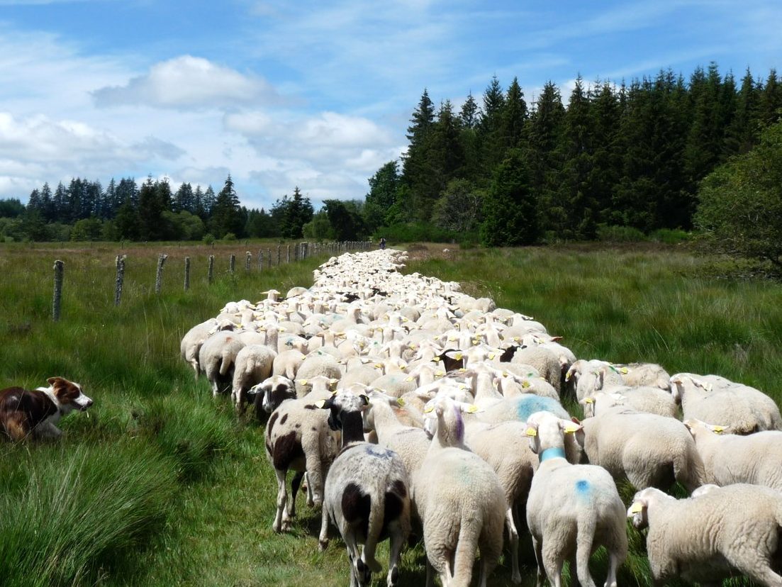 producteur-agneau-millevaches-limousin